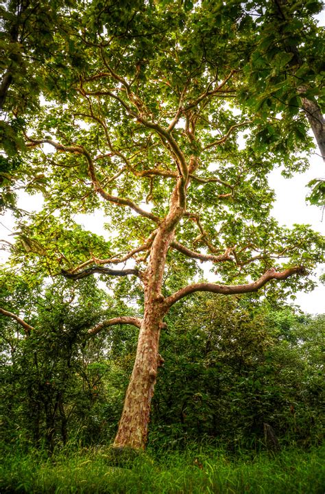 Free photo: Green Tall Tree - Bark, Nature, Trees - Free Download - Jooinn