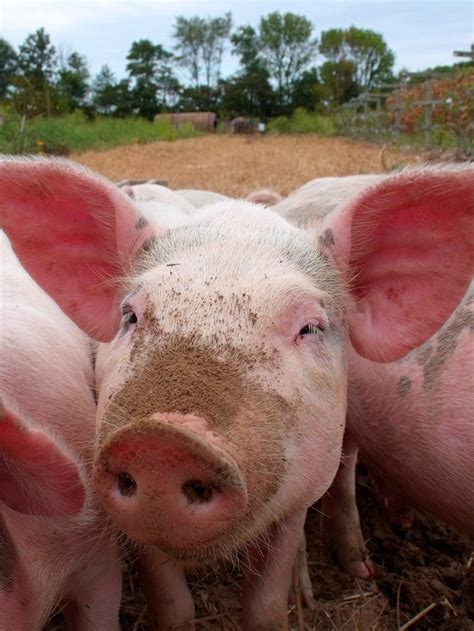 Pigs Free Stock Photo Public Domain Pictures