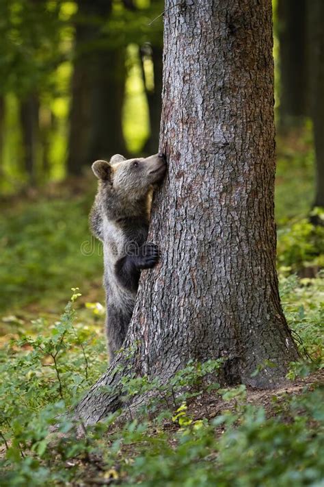 Funny Brown Bear Hiding Behind A Big Tree In Forest In Springtime