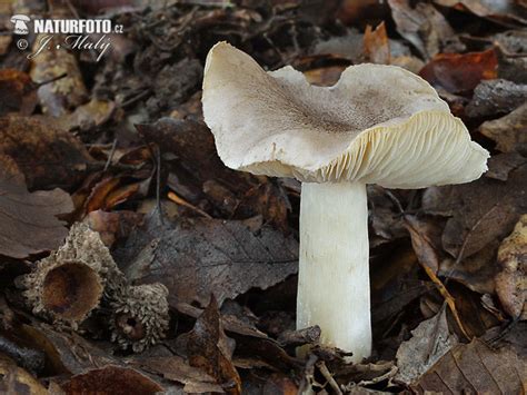 Peki, kara mantar hastalığı nedir, belirtileri nelerdir, tedavisi nasıl olur? gulnande musseron Foton, Fotografi