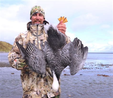 Brant Hunting Coldbay Alaska Duck Hunting King Eider Hunting