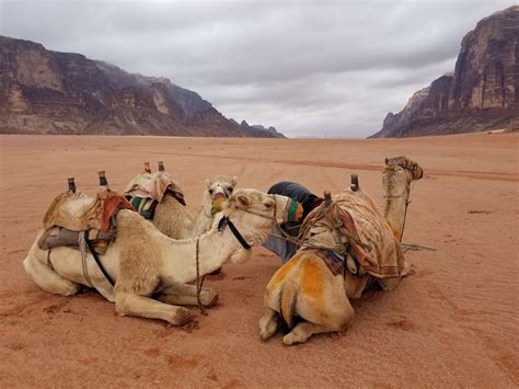 Camel Riding And Sand Boarding Jordan
