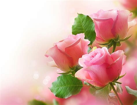 Three Pink Roses Roses Buds Flowers Blur Hd Wallpaper