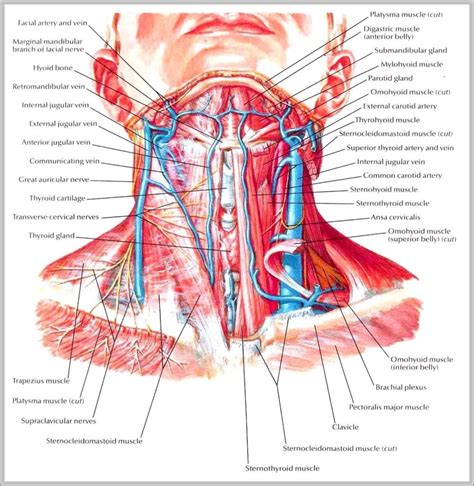 Nerves Of Neck Image Anatomy System Human Body Anatomy Diagram And