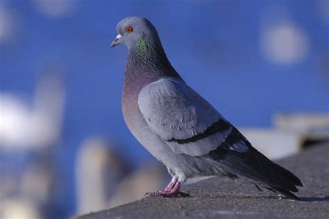Facts About Pigeons Animal Aid