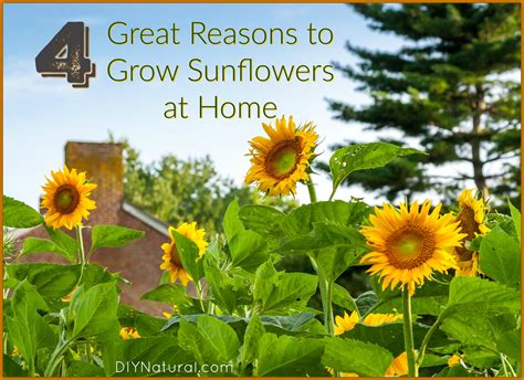 Find out how to grow them in our grow guide. Grow Sunflower: Four Great Reasons for Growing Sunflowers!