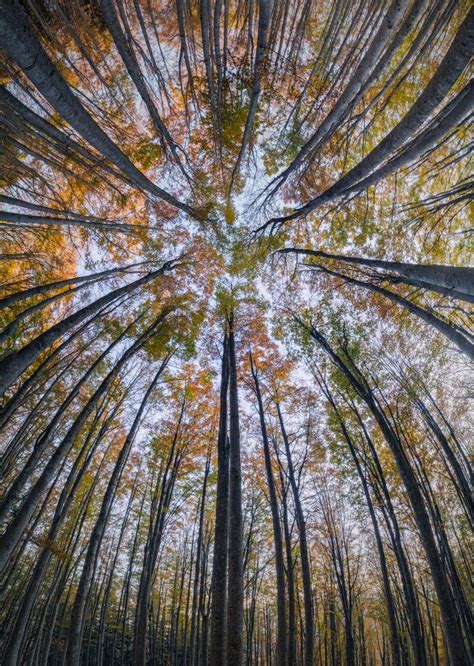 Photographer Captures Magical Beauty Of Looking Up In The Middle Of A