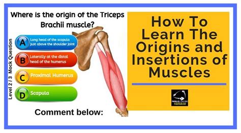 Learning Muscles Anatomy