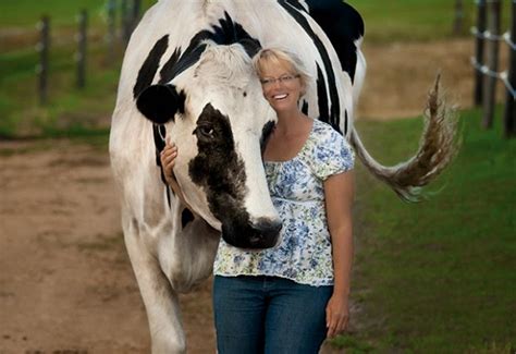Strange Days Indeed News Meet Blossom The Worlds Tallest Cow