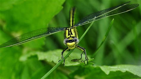 They are distinguished from other arthropods by their body, which has three major regions: All About Aquatic Insects | INSECT COP