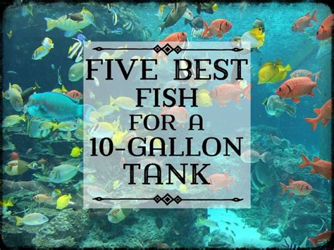Best Freshwater Fish For Gallon Tank My XXX Hot Girl