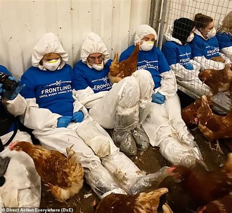 England Free Range Chicken Farm Has License Suspended By Rspca After Activists Take Action And