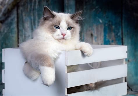 Tout Savoir Sur La Race De Chat Ragdoll Caractères Santé Et Alimentation