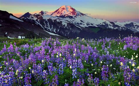 Beautiful Spring Flowers In The Mountains Wallpaper Landscape