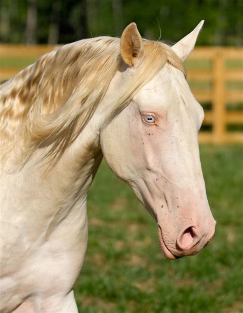 20 Rare Albino Animals You Probably Have Never Seen Before Bemethis