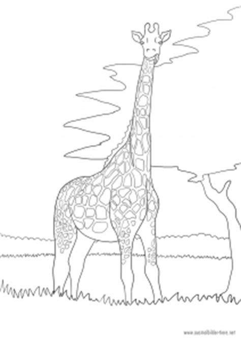 Ausmalbild zebra mutter mit jung. Giraffe zum Ausmalen - Malvorlagen Tiere - kostenlos | Ausmalbilder Pferde - viele Malvorlagen ...