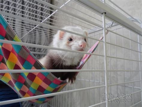 Check spelling or type a new query. 网友养了一只安格鲁貂 分享她养宠物貂的日常