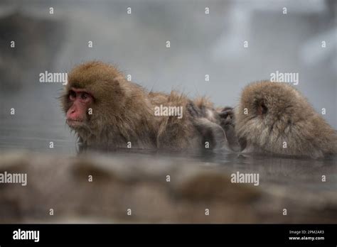 Japanese Macaque Monkey Macaca Fuscata Pair Grooming In Hot Spring