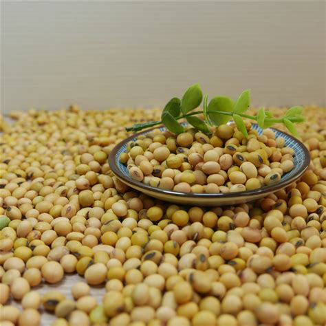 Yellow Soya Bean Soybean Sprouting Gradeandfood Gradechina Price