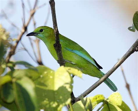 Blue Winged Leafbird Chloropsis Cochinchinensis Moluccens Flickr