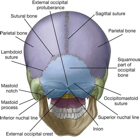 Image Result For Sutures Of The Occipital Bone Anatomy Pinterest