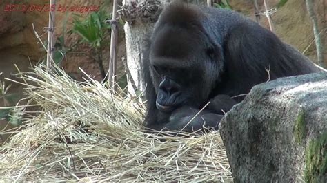 Japan Trip 2013 Tokyo Western Lowland Gorilla Momoko Baby Was Born In
