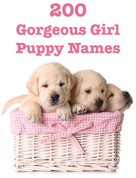 Female Dog Names 99 Great Girl Puppy Name Ideas