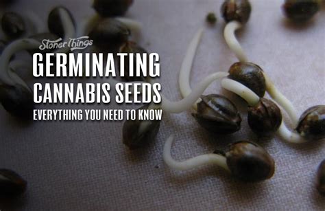 How To Germinate Weed Seeds Germinating Cannabis Seeds Stoner Things