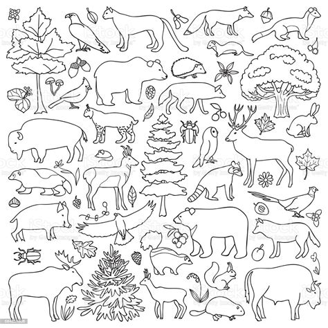 Ein weiteres bild von ausmalbilder für kinder waldtiere: Doodle Forest Animals Stock Vektor Art und mehr Bilder von Abstrakt - iStock