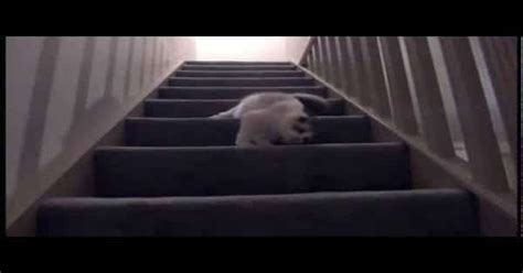 Ragdoll Cat Loves Tumbling Down The Stairs