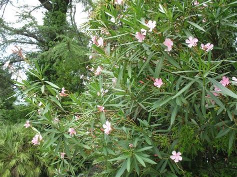Nerium Oleander Poisonous Beauty Symbolic Of Regeneration Navasota