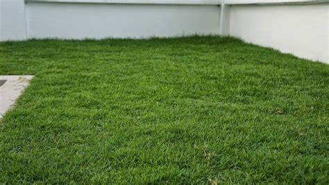 9 Of The Best Low Maintenance No Mow Grasses For Your Lawn Going