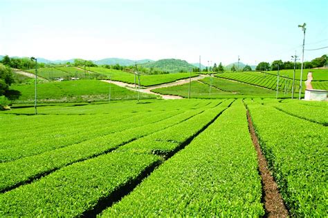 Fujigochi Tea Plantation Yamaguchi Japan Travel Guide