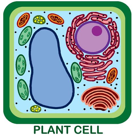 The Plant Cell Organelles