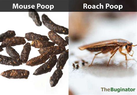 Insect Droppings In House