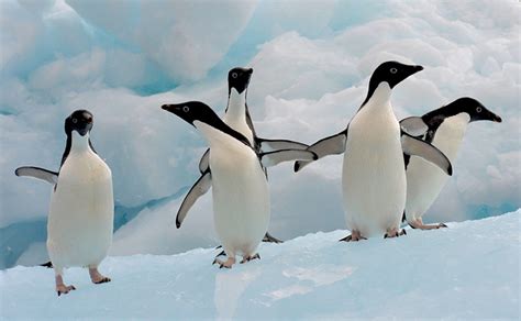 Maybe you would like to learn more about one of these? Uccelli, foto degli uccelli, immagini degli uccelli, voci d'uccelli , Pinguino di Adelia - foto ...
