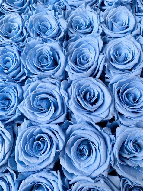 Baby Blue Roses Blue Roses Wallpaper Blue Flower Wallpaper Blue Roses