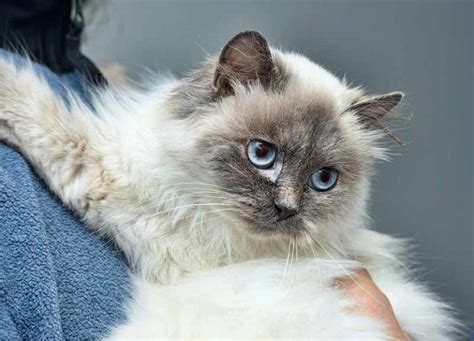Himalayan Cats The Hypoallergenic Breed Catsinfo