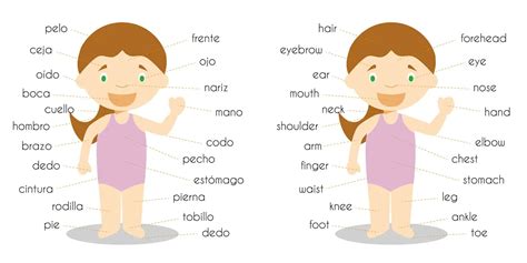 Learn Body Parts In Spanish Free Spanish Flashcards