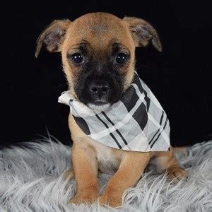 Feel free to browse hundreds of active classified puppy for sale listings, from. Jug Puppies for Sale in PA | Ridgewood's Jug Puppy Adoptions