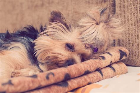 How To Crate Train A Yorkie A Step By Step Guide You Want To Know
