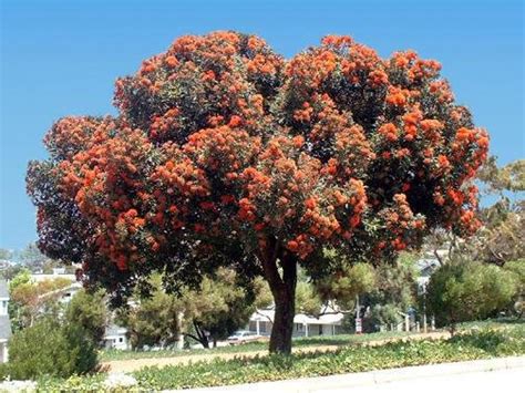 Most flowering trees bloom during the spring and summer; PlantFiles Pictures: Corymbia Species, Red Flowering Gum ...