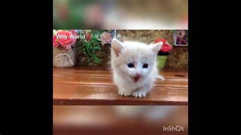 beautiful cat cute cat complication cat vidoe 🤡🍏🍐🍏🍏🍏 youtube