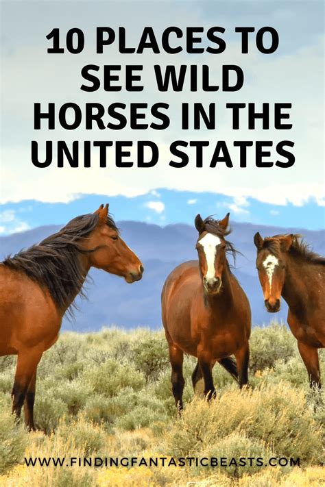10 Great Places To See Wild Horses In The United States