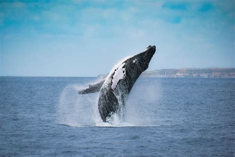 Whale Watching Azores Half Day Tour São Miguel Portugal