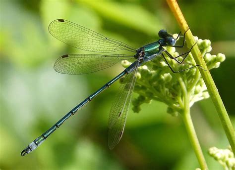 Scientists Have Dug Through Dragonfly Droppings To Figure Out What They