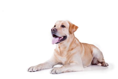 Labrador Dog Breed Information | Temperament & Health