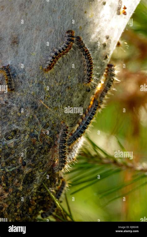 Pine Processionary Caterpillar Hi Res Stock Photography And Images Alamy