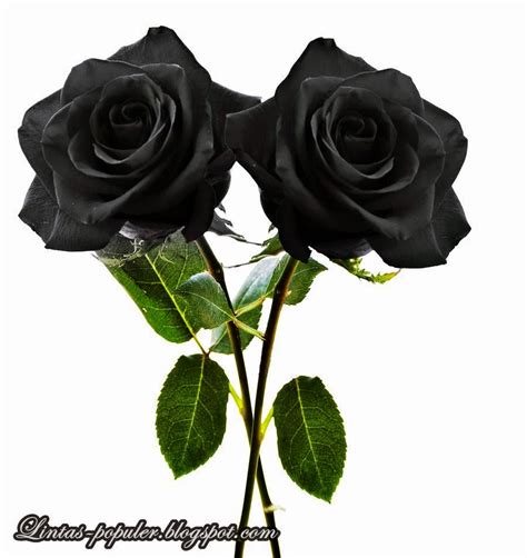 27 Black Rose Mawar Hitam Wallpaper Gambar Bunga