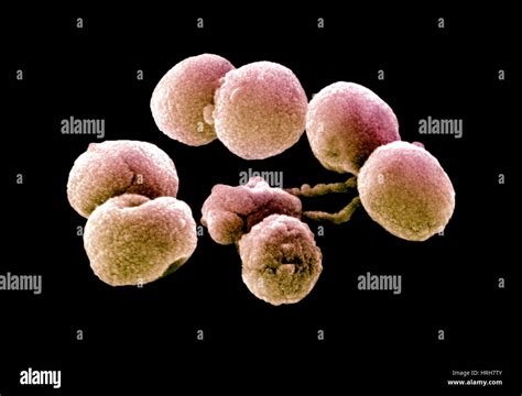 Bacteria Streptococcus Pneumoniae Sem Stock Photo Alamy